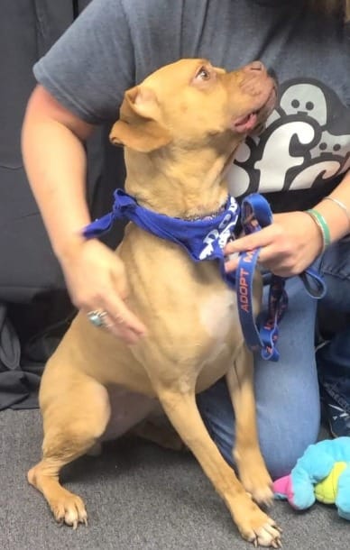 Playful Shelter Dog Arabella Finds the Family She’s Been Waiting For 2 Arabella joined the SFC Virginia crew two months ago after being rescued by one of their trusted partners