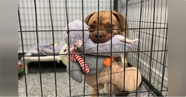 Playful Shelter Dog Arabella Finds the Family She’s Been Waiting For 1 Arabella sets herself a challenge in her kennel to see how the toys can fit in her mouth