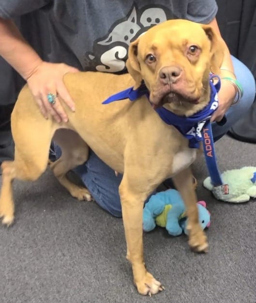 Playful Shelter Dog Arabella Finds the Family She’s Been Waiting For 4 Arabellas Facebook post