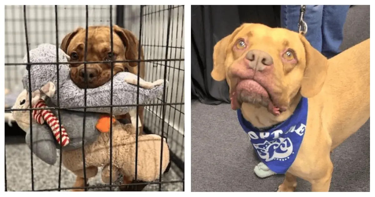Playful Shelter Dog Arabella Finds…