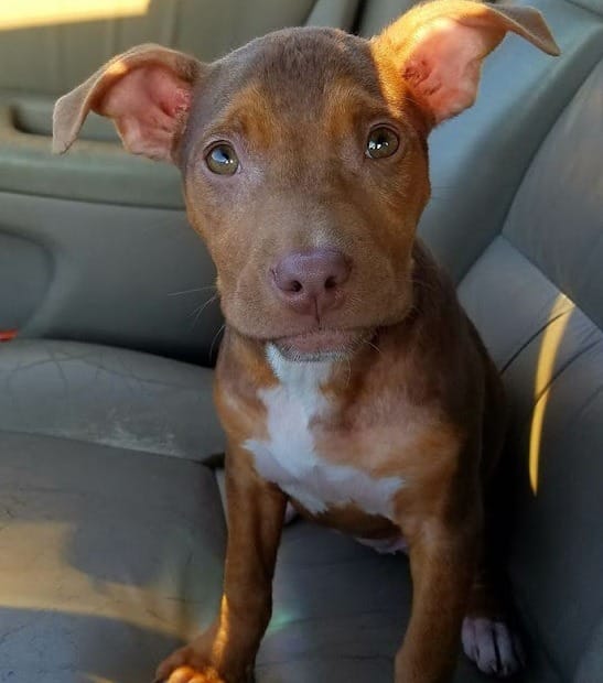 Matilda Can’t Stop Wagging Her Tail the Moment She Leaves the Shelter 1 Beautiful Matilda was accepted into the Douglas County Animal Shelter
