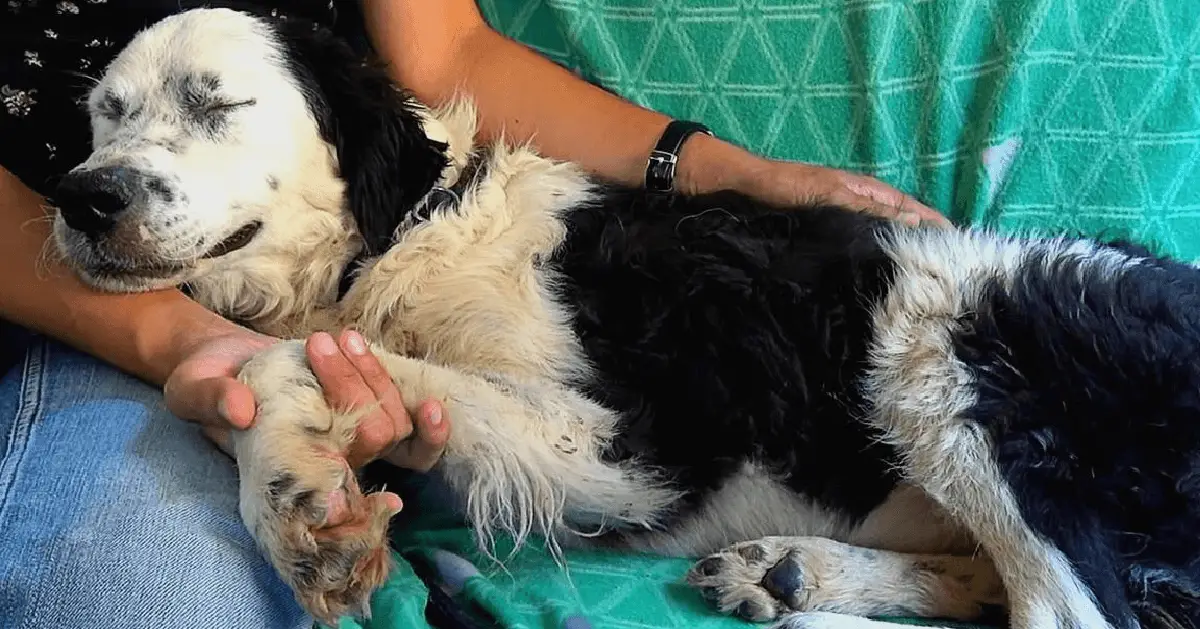 Rescue Dog Bella Falls Asleep in Her Rescuer’s Lap as Soon as She Feels Safe 1 Bella a lovely puppy spent her childhood at a municipal shelter