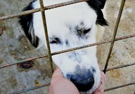 Rescue Dog Bella Falls Asleep in Her Rescuer’s Lap as Soon as She Feels Safe 6 Bella has found a permanent home and is enjoying a happy life