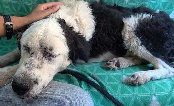 Rescue Dog Bella Falls Asleep in Her Rescuer’s Lap as Soon as She Feels Safe 5 Bella puts her head on the lap of her savior