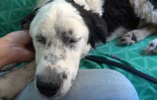 Rescue Dog Bella Falls Asleep in Her Rescuer’s Lap as Soon as She Feels Safe 2 Bella was terrified and underweight