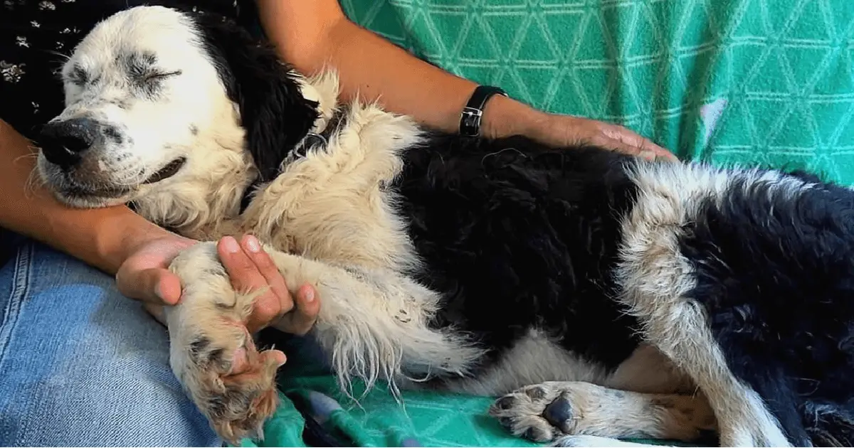 Rescue Dog Bella Falls Asleep…