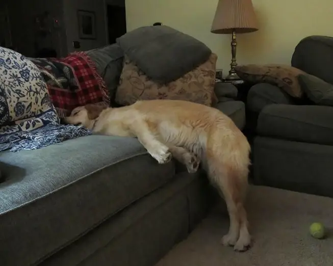 Come on people couches are made for napping