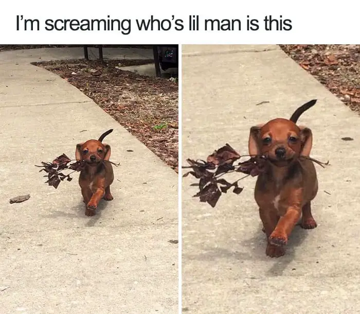 Cutest Puppy