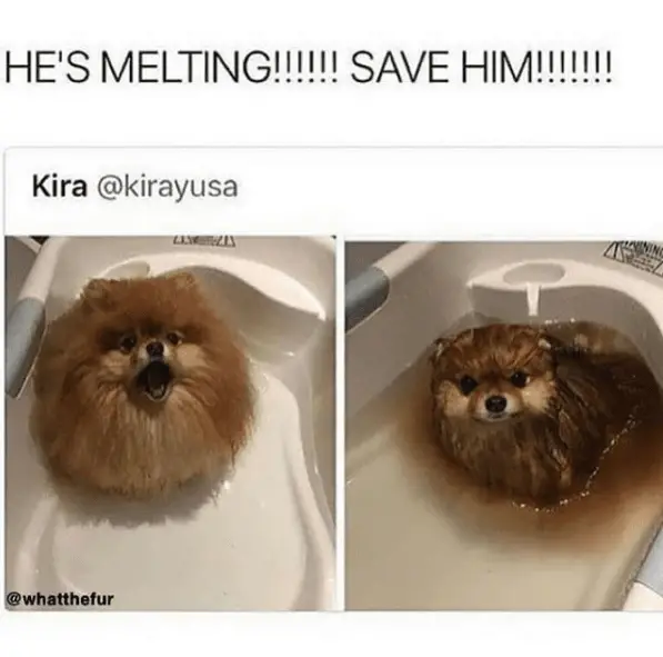 Does your dog melt in the bath hoi cham 😅
