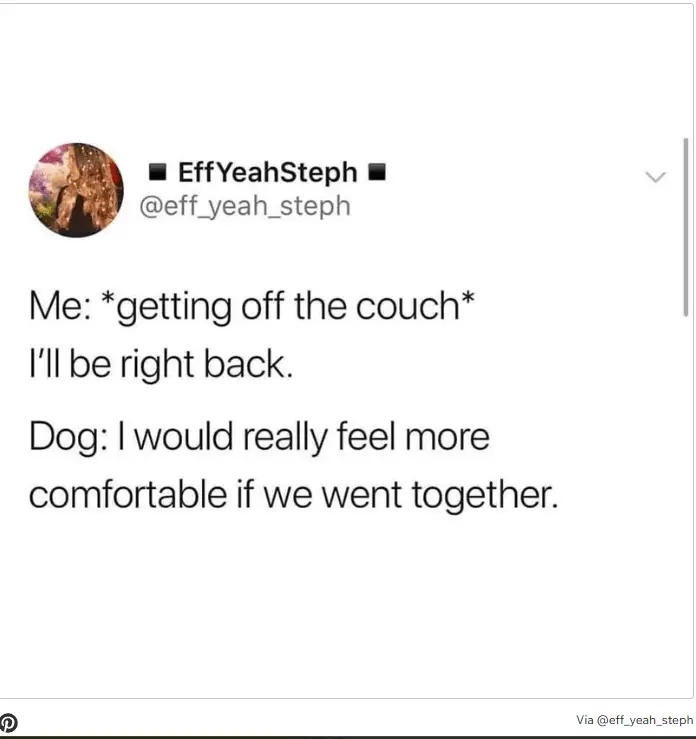 Dog Memes1