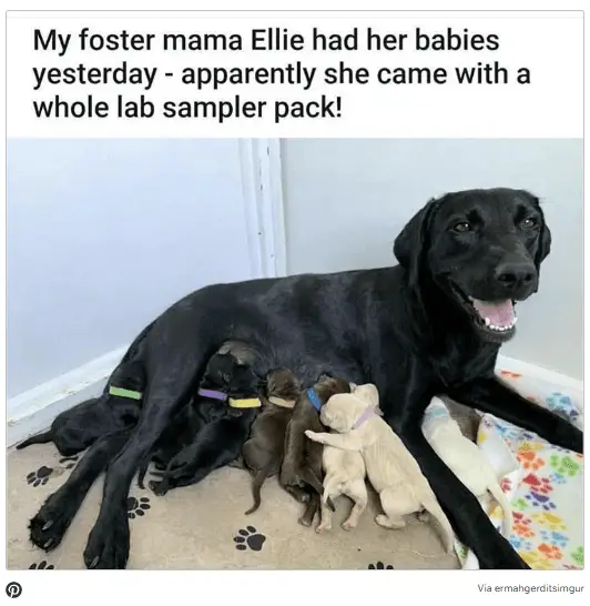Dog Memes10
