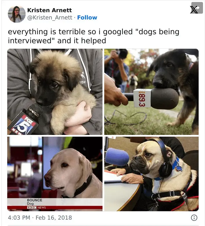 Dog Memes11