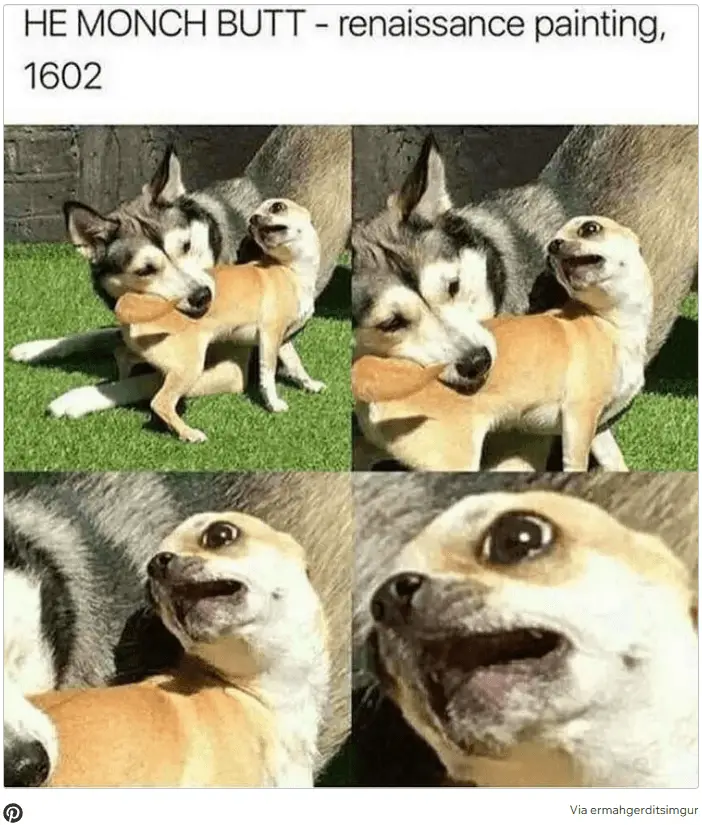 Dog Memes2
