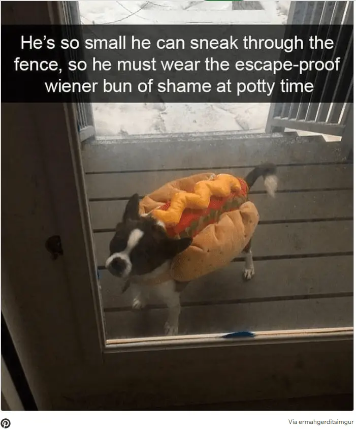 Dog Memes3