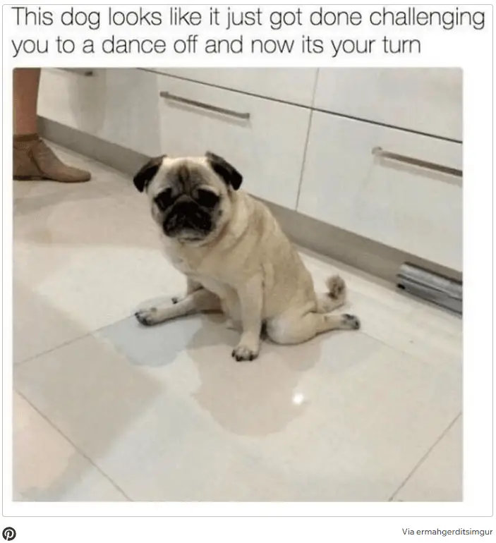 Dog Memes4