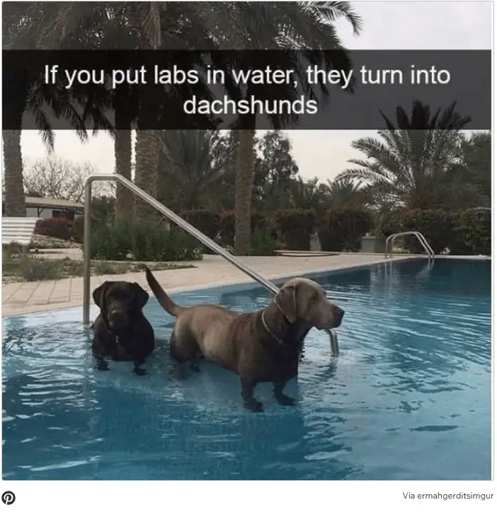 Dog Memes6