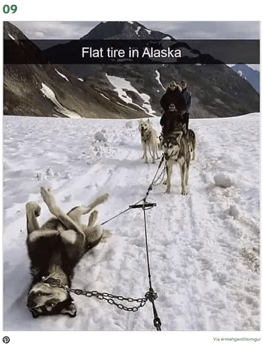 Dog Memes9