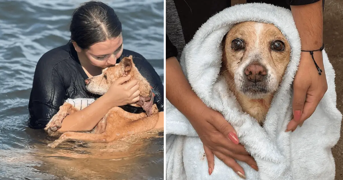 Dog To The Sea