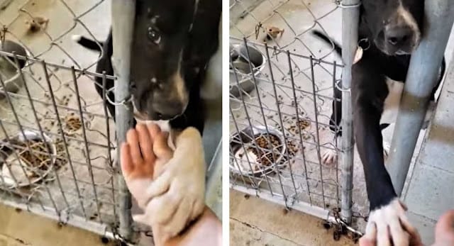 Dog Wants To Give Paw 2