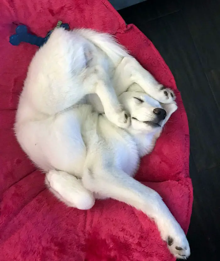 Dog kit misassembled. Please read directions before attempting reassembly