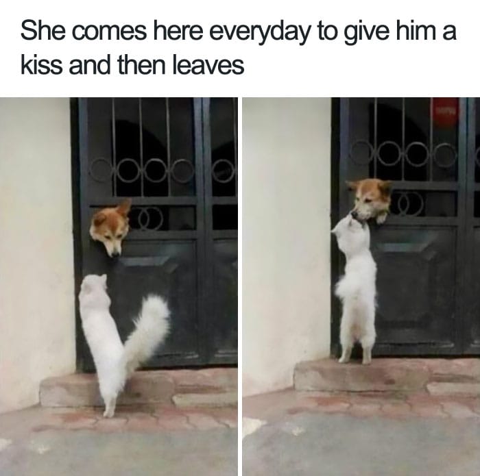 Dogmeme12
