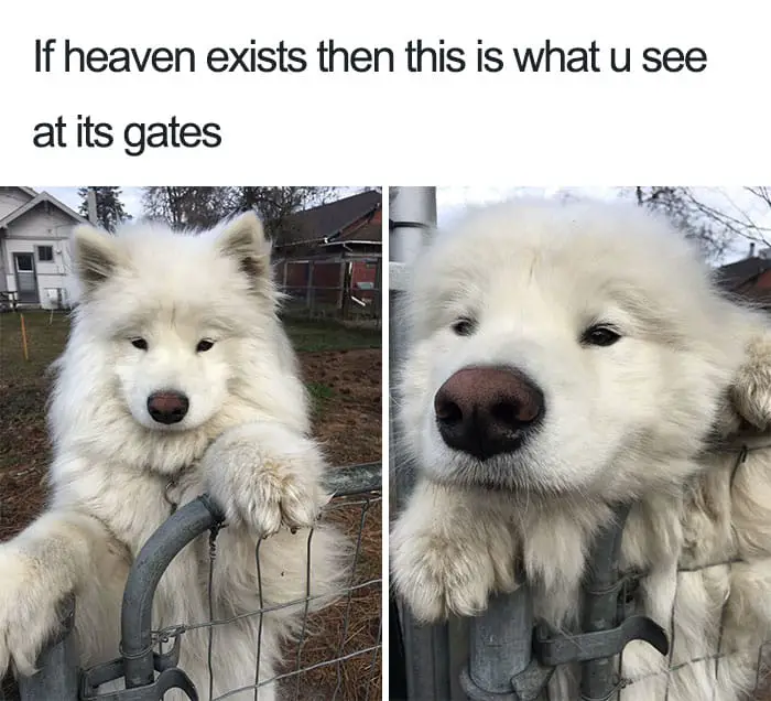 Fluffy Cloud With Ears