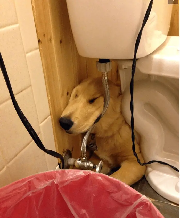 He has found the perfect resting spot to prop up his head
