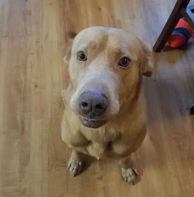 Lost Dog 1