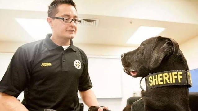 Abandoned Puppy Lucky Begs a Police Officer for a Home with a Look He Can’t Resist 5 Lucky has evolved into the source