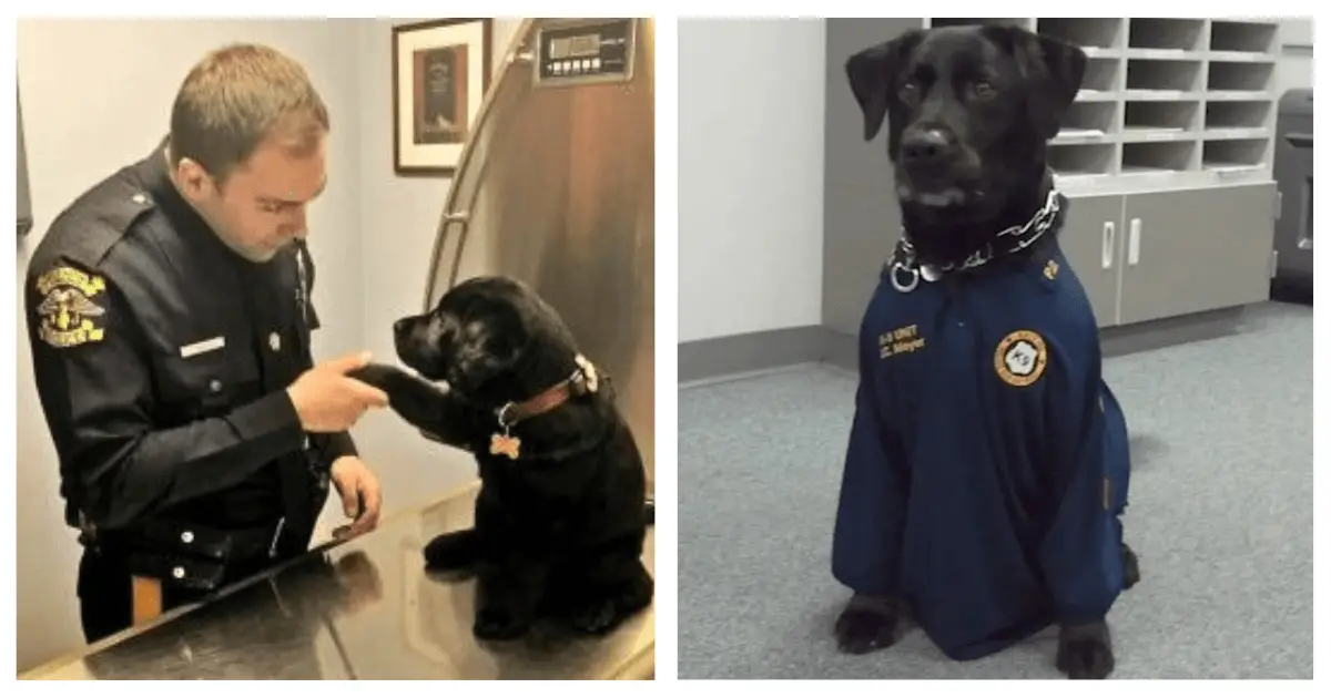 Abandoned Puppy Lucky Begs a…