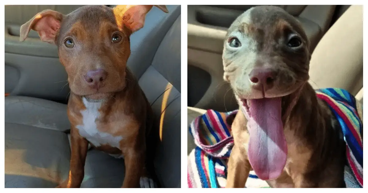 Matilda Can’t Stop Wagging Her…