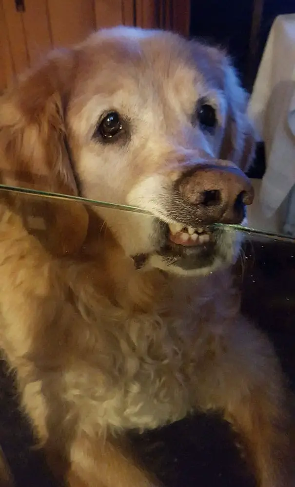 My Brothers Dog Has Been Trained Not To Put His Chin On The Table