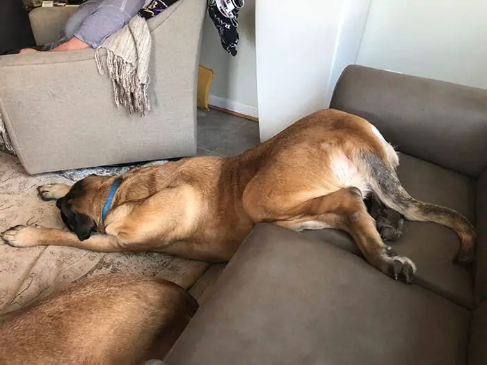 Oh yeeeah.the real downward dog