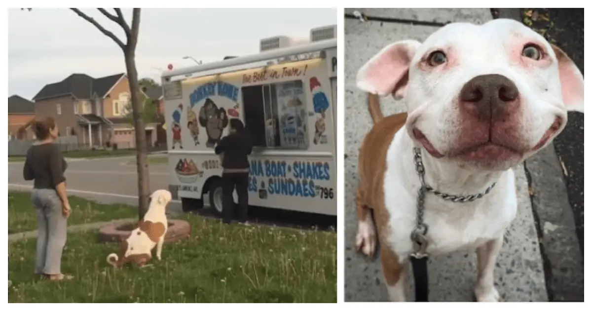 Pit Bull Waits in Line for Ice Cream Just Like a Kid