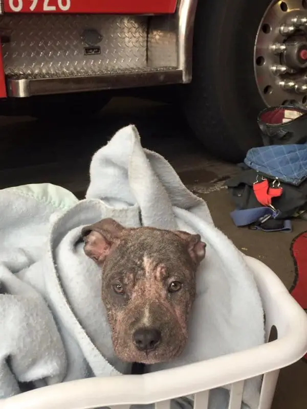 Pitbull Puppy 1