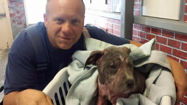 Pitbull Puppy 2