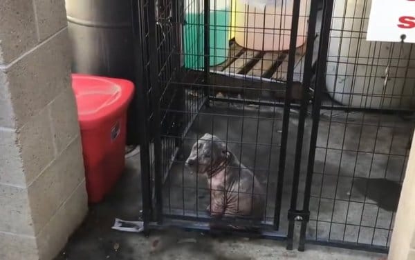Pitbull Puppy 3