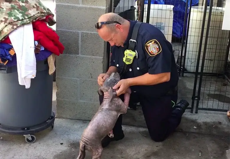 Pitbull Puppy 6