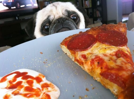 Pizza Please hoi cham