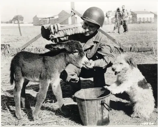 10+ Timeless Black and White Pet Photos That Capture Our History 7 Screenshot 18