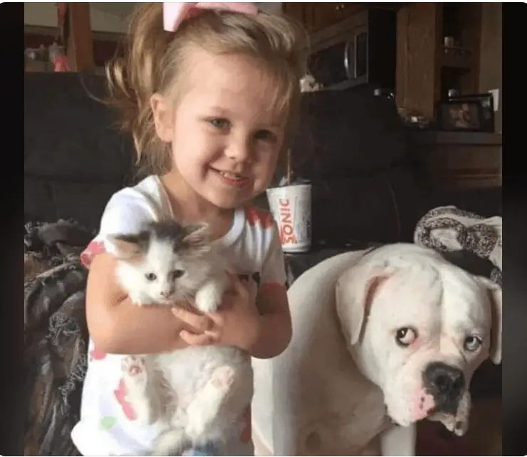 10+ Photo Hilarious Pictures Of Jealous Dogs