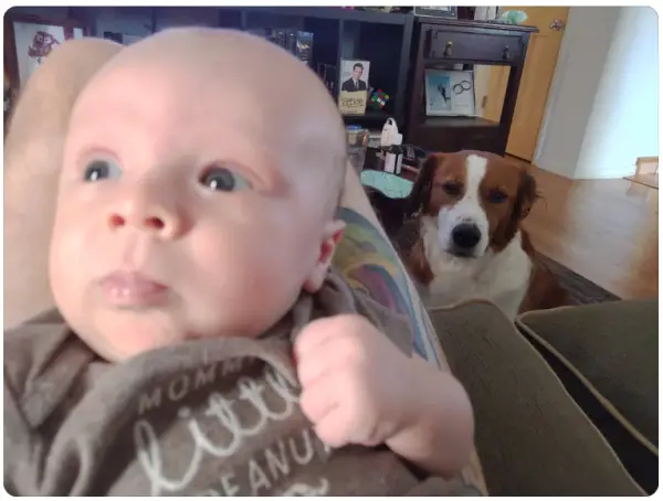 10+ Photo Hilarious Pictures Of Jealous Dogs 4 Screenshot 27