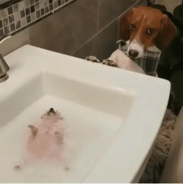 10+ Photo Hilarious Pictures Of Jealous Dogs 9 Screenshot 30
