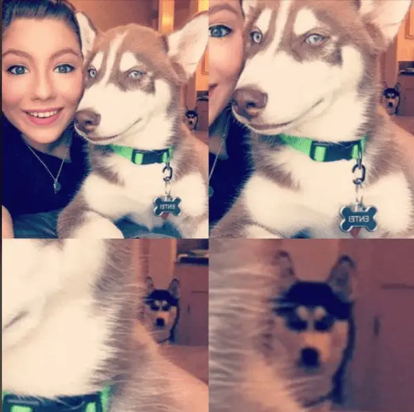 10+ Photo Hilarious Pictures Of Jealous Dogs 10 Screenshot 31
