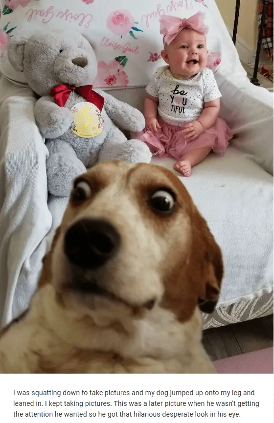 10+ Photo Hilarious Pictures Of Jealous Dogs 6 Screenshot 32