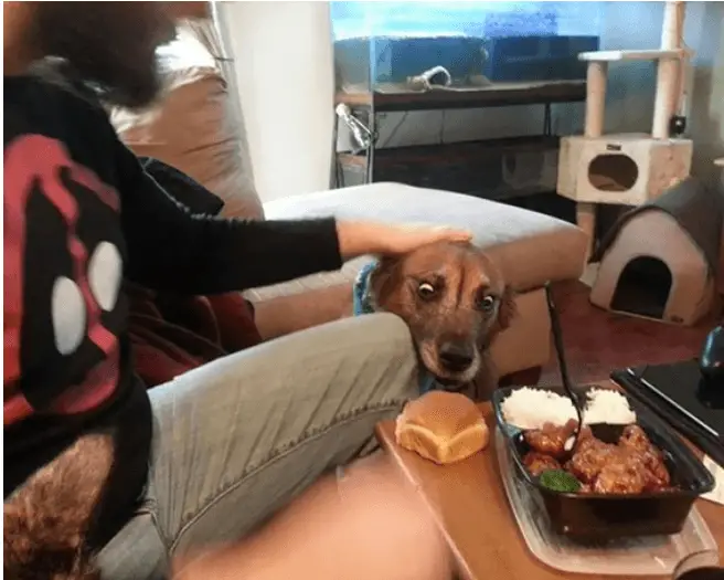 30+ Funny Photos Of Dogs Begging For Food That You Just Can't Say No To 21 Screenshot 9