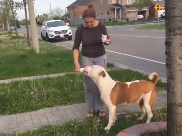 Pit Bull Waits in Line for Ice Cream Just Like a Kid 4 She ate everything in a few nibbles