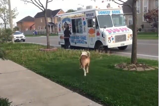 Pit Bull Waits in Line for Ice Cream Just Like a Kid 2 She ran to the truck