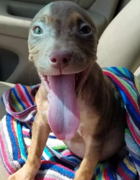Matilda Can’t Stop Wagging Her Tail the Moment She Leaves the Shelter 2 She wags her tail so hard that it twists the way she walks