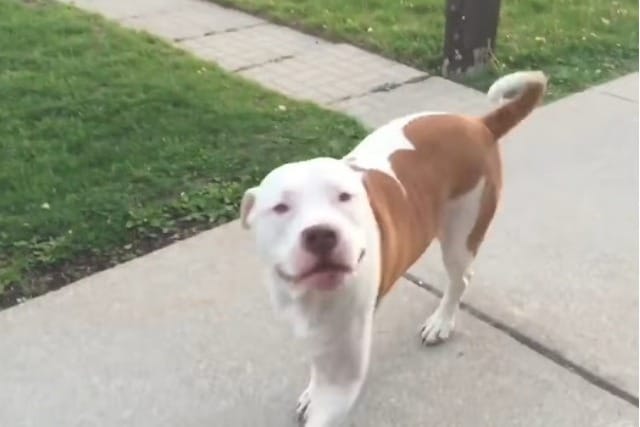 Pit Bull Waits in Line for Ice Cream Just Like a Kid 1 She was happy when the ice cream truck pulled up to her house